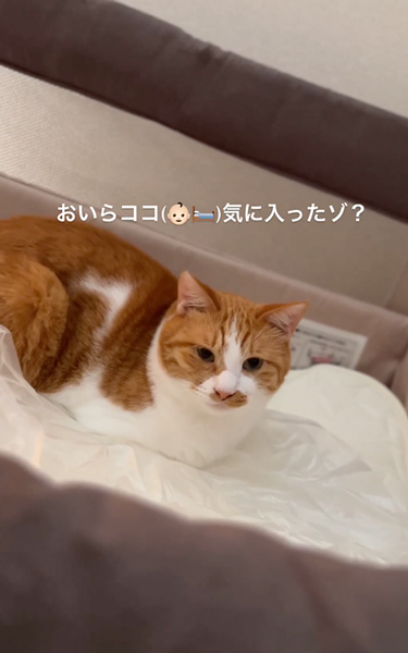 ベビーベッドを気に入った猫