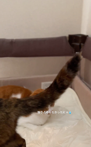 ベビーベッドを気に入った猫