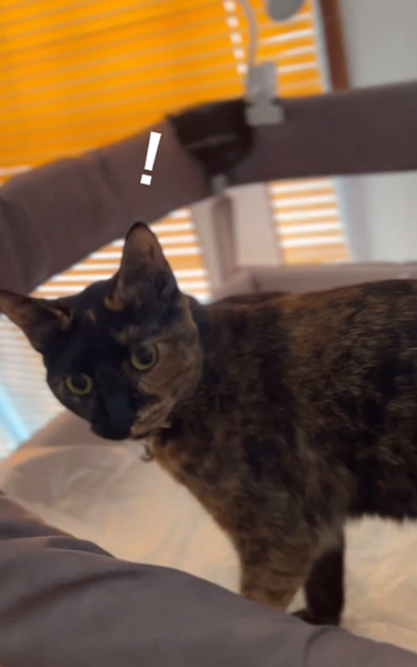 ベビーベッドを気に入った猫