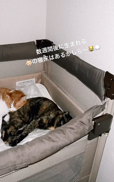 ベビーベッドを気に入った猫