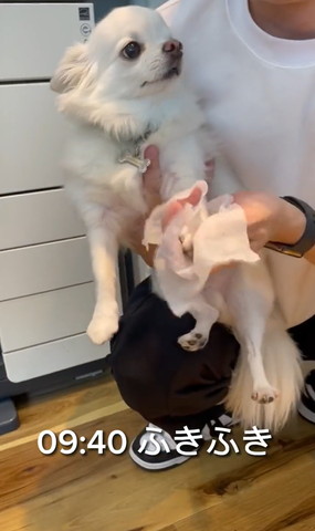 ふきふきテロップ