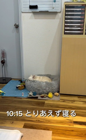 とりあえず寝るテロップ