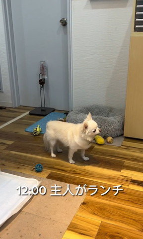 主人がランチテロップ