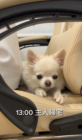 主人帰宅テロップ