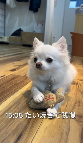 タイ焼きで我慢テロップ