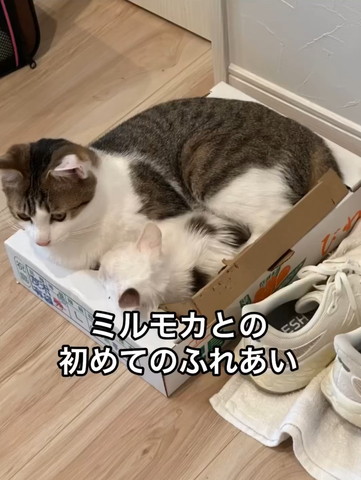 子猫と箱に入る猫