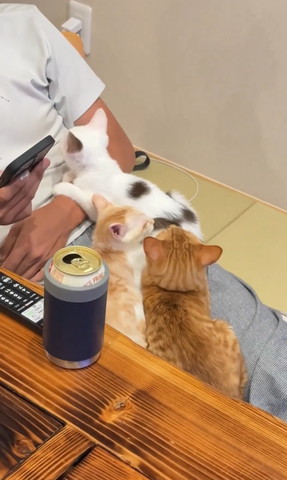 夫のひざに猫3匹