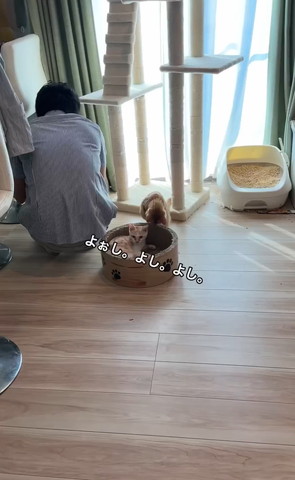 よしよしテロップ