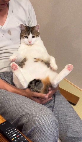 抱っこされる猫