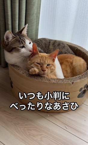 いつも小判にべったり