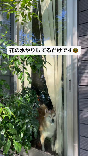 水やりを見つめるハルちゃん