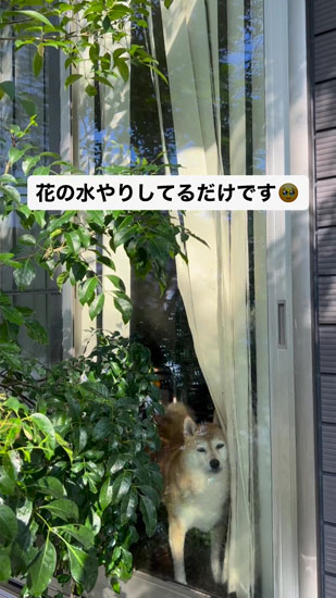 見つめ続けるハルちゃん