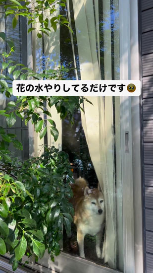 動かないハルちゃん