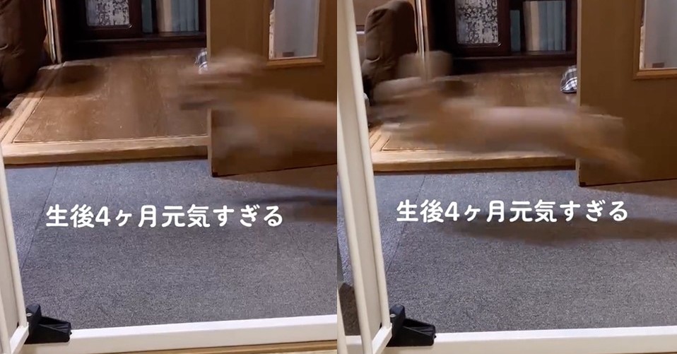 「ウサインボルトもびっくりw」「残像しか見えない」　生後4カ月の子犬が毎日爆走！→元気すぎる姿に「もう飛んでるよねw」 | ねとらぼ