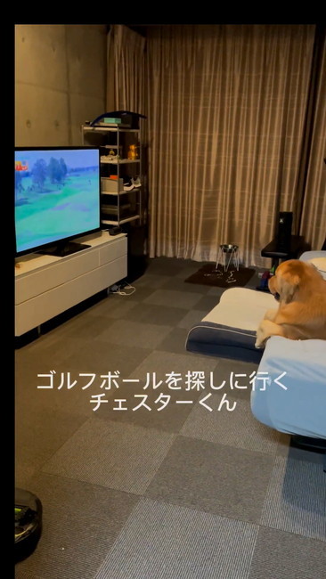 ゴルフ見る犬