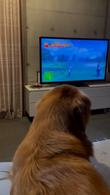 テレビ見るワンコ