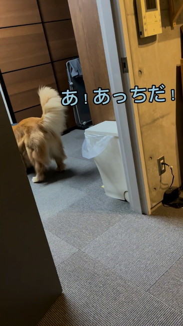 ボールを取りに行くワンコ