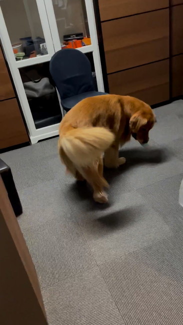 見つけたワンコ