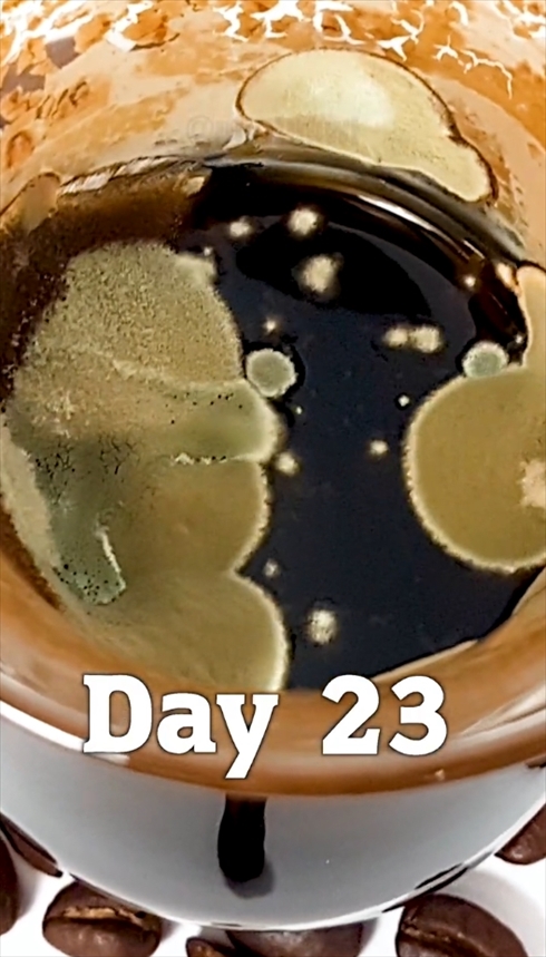 コーヒー　タイムラプス