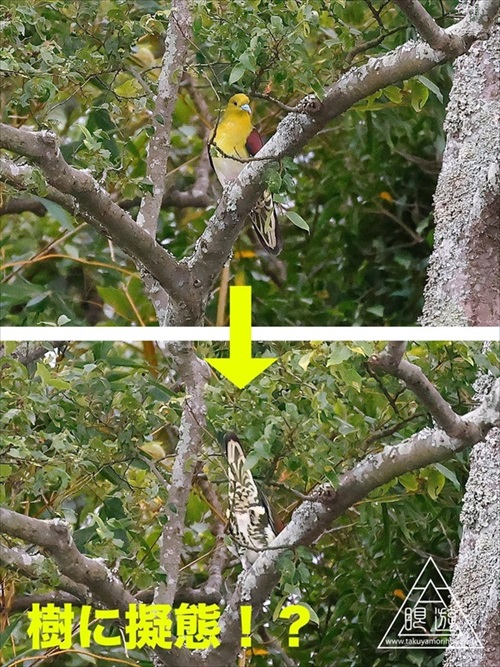 アオバトは木に擬態する