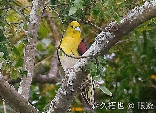 アオバトは木に擬態する