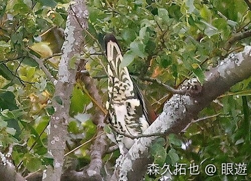アオバトは木に擬態する