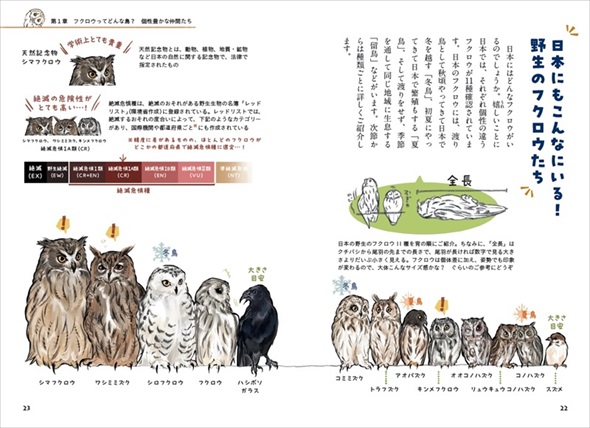 ときめくフクロウ絵図鑑