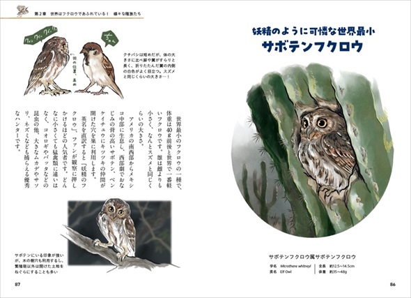 ときめくフクロウ絵図鑑