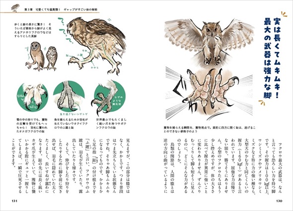 ときめくフクロウ絵図鑑