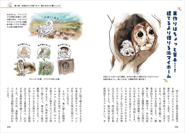 ときめくフクロウ絵図鑑