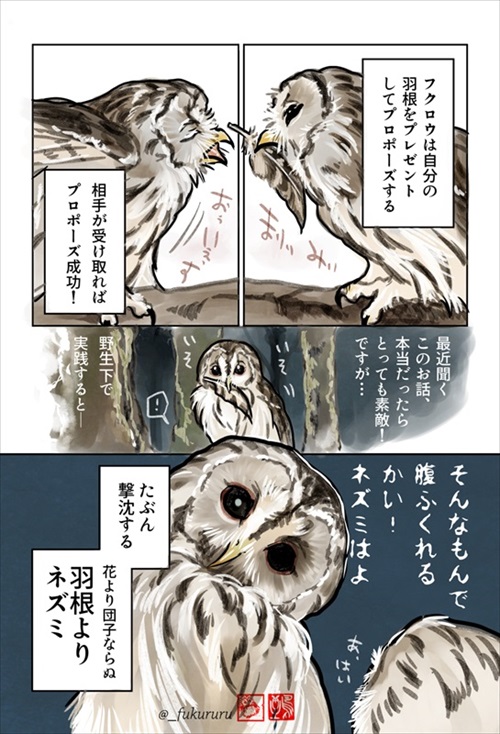 ときめくフクロウ絵図鑑