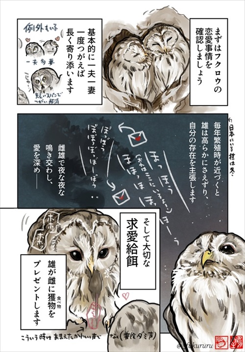 ときめくフクロウ絵図鑑
