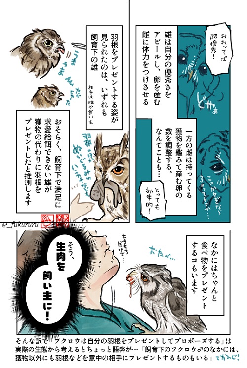 ときめくフクロウ絵図鑑