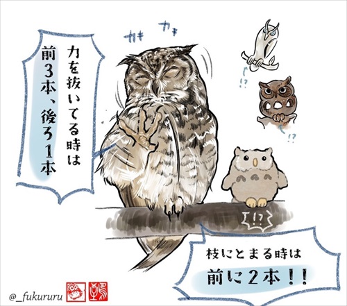 ときめくフクロウ絵図鑑