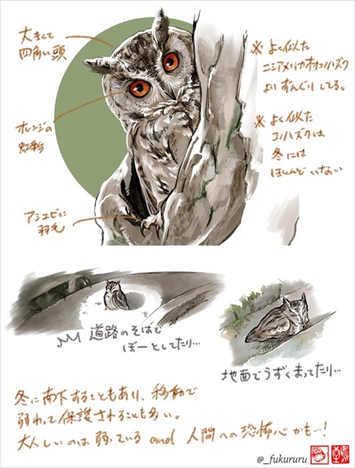 ときめくフクロウ絵図鑑