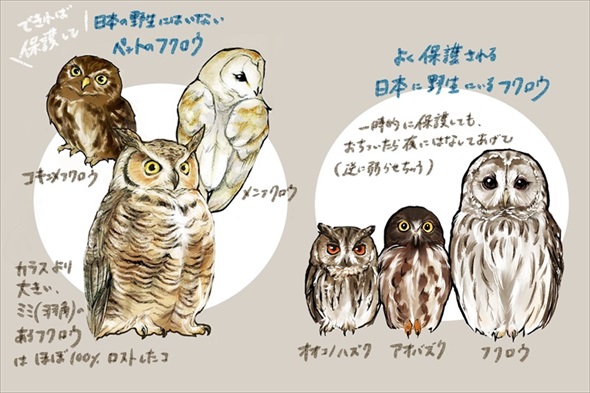 ときめくフクロウ絵図鑑