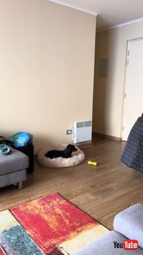 飼い主が出かけて飛び起きた犬