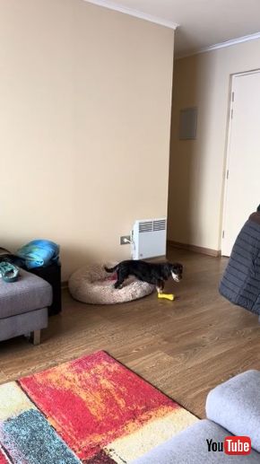 鳴きながらおもちゃを鳴らす犬