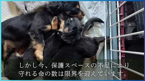 保護犬猫活動