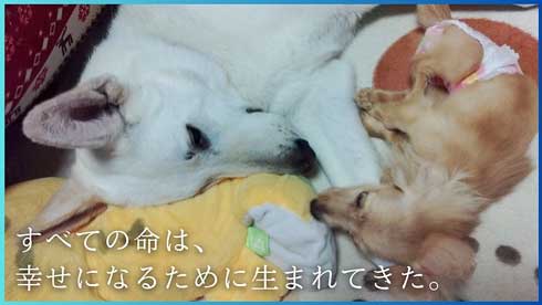 クラファン概要