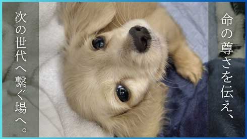 クラファン概要