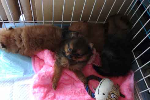 クラファン概要