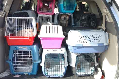 繁殖場レスキュー