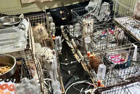 繁殖場レスキュー