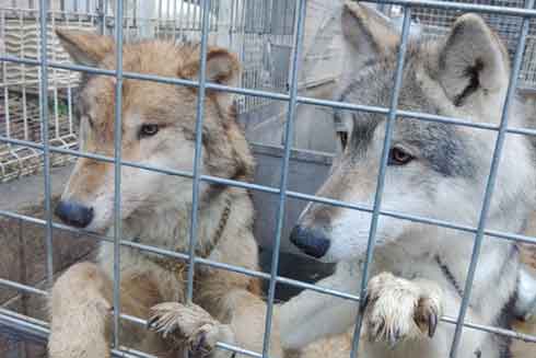 繁殖場レスキュー