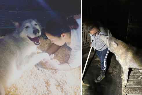 ハイブリッドウルフ