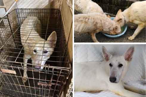 ホワイトシェパード