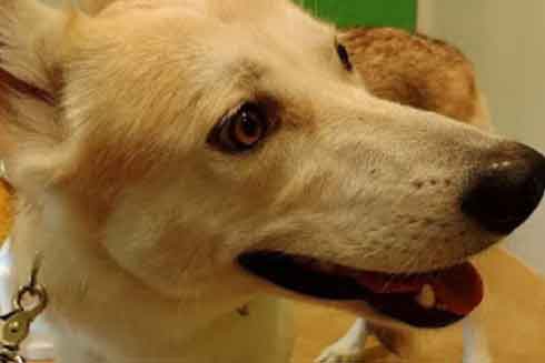 ハイブリッドウルフ