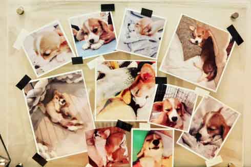 重度水頭症の保護犬