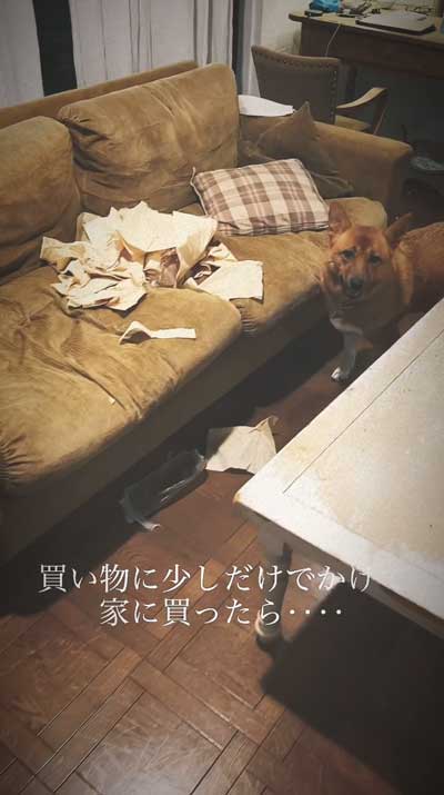 留守番中にイタズラした犬と猫探偵